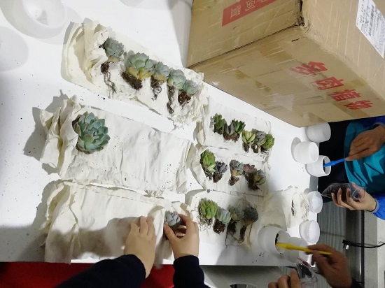 20190318科雅苑DIY小盆栽1